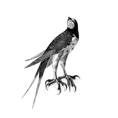Sparrowhawk