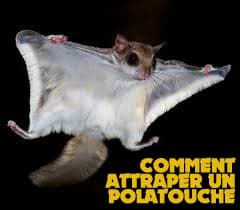 Comment Attraper Un Polatouche