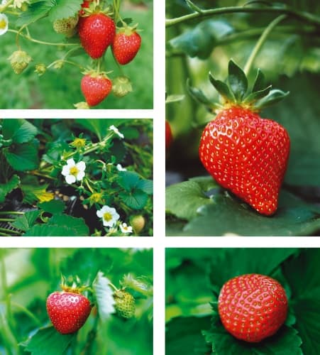 Fragaria Vesca