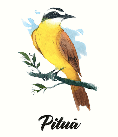 Pituã