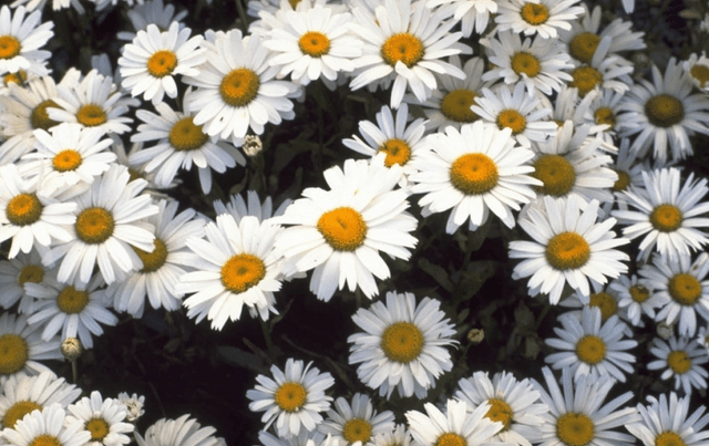 Margriet, Vergeet Me Niet!