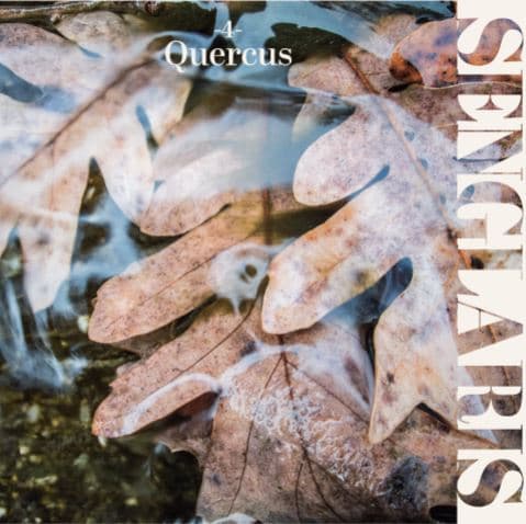 Quercus