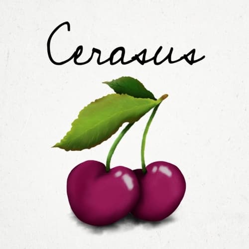 Cerasus