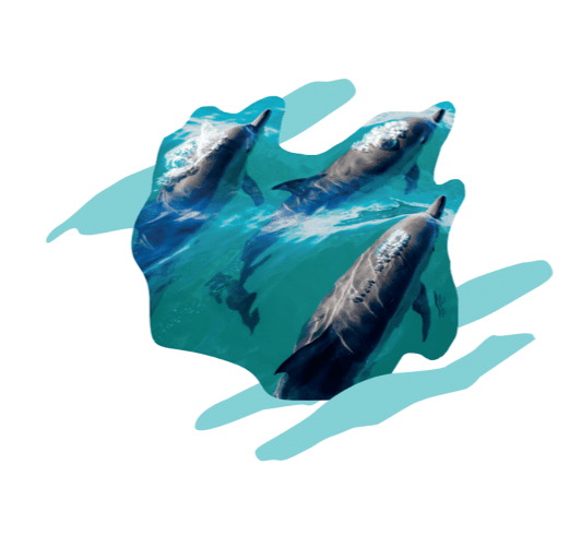 Dolphin Love Redux