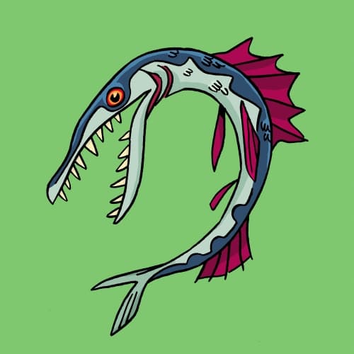 Barracuda