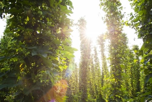WEST COAST IPA - CRYO HOPS® : Simcoe® / Palisade® & T-90: Ahtanum® / Warrior®