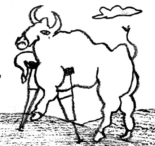 Limping Ox