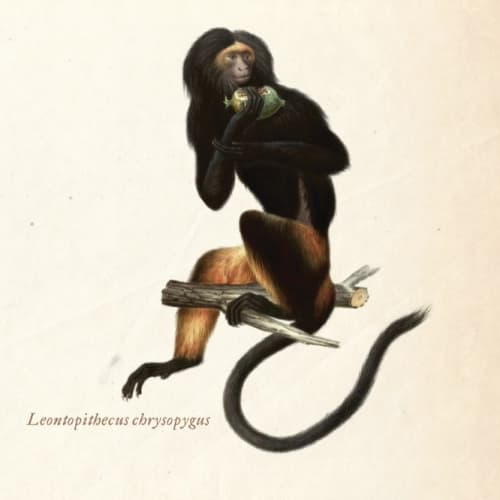 Leontopithecus