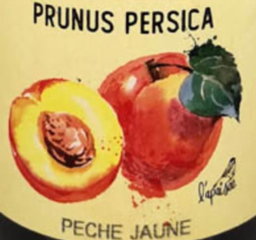 Prunus Persica