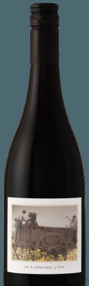 Syrah