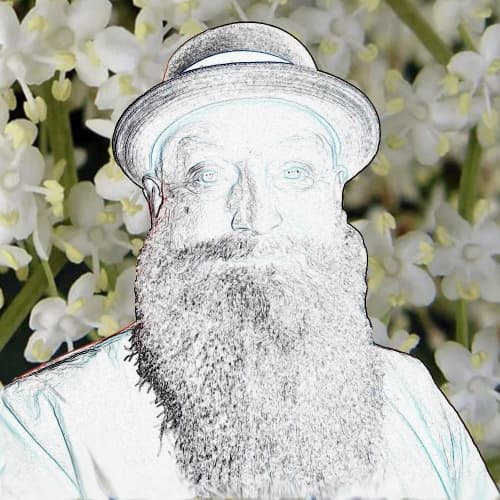 Bengan Släpper Fläder
