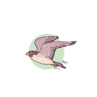 Peregrine (2024)