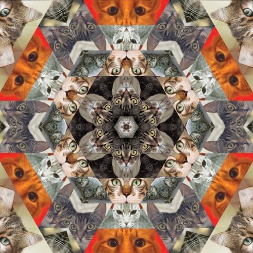 Catleidoscope 4