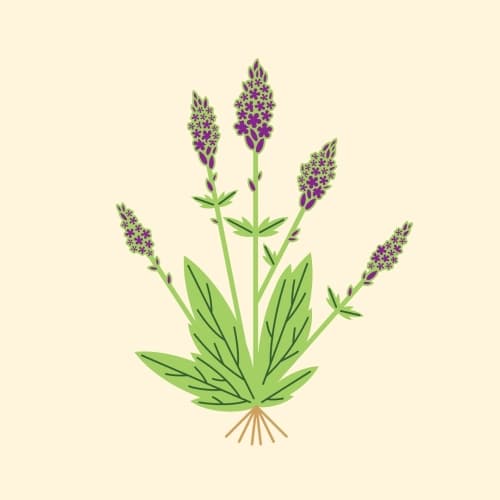 Vervain