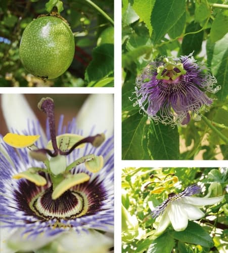 Passiflora Edulis