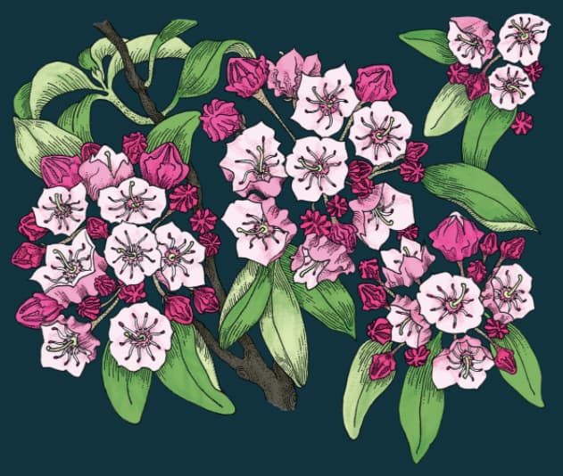 Laurel
