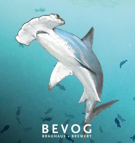 Extinction Is Forever!: Scalloped Hammerhead Shark