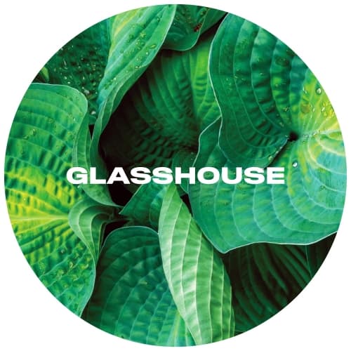 Hosta