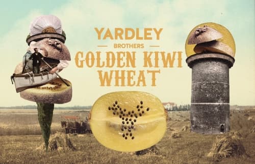 Golden Kiwi Wheat