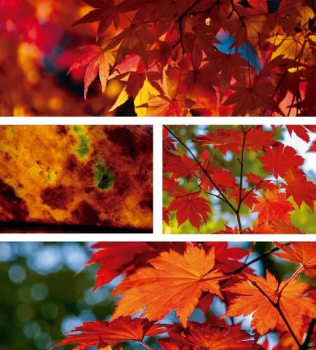 Acer Rubrum