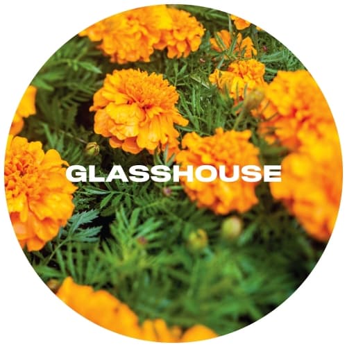 Marigold