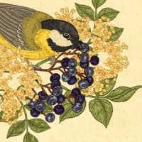 Spontan Elderflower (Sureau)