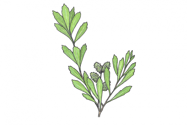 Sauvage D'aMyrique
