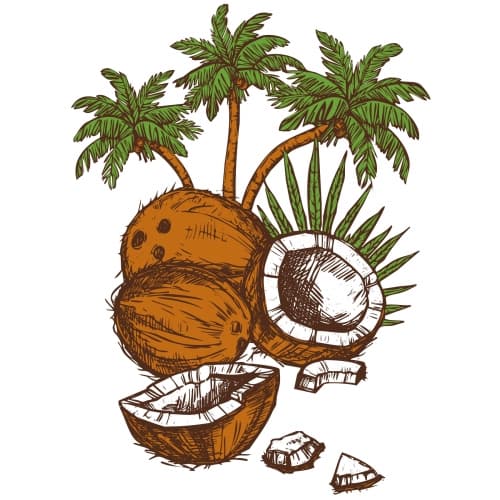 Coconut Porter