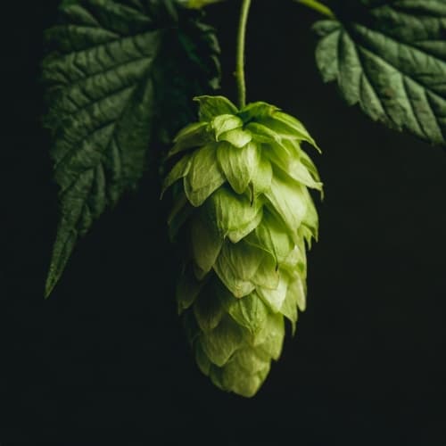 Fresh Hazy Hop IPA