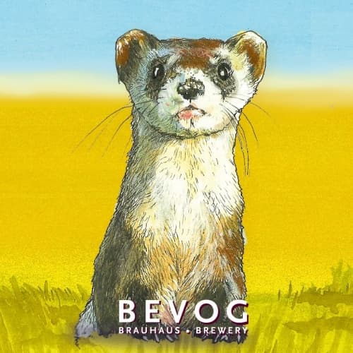 Extinction Is Forever!: Black-Footed Ferret