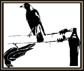 Stone the Crows