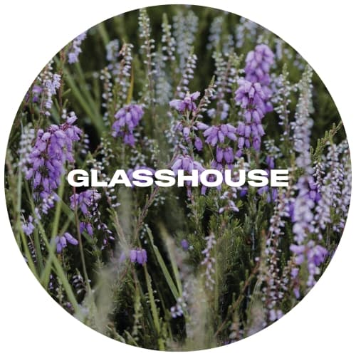 Calluna