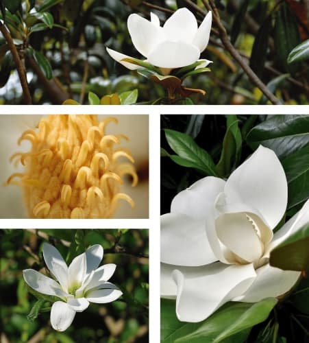 Magnolia Grandifolia