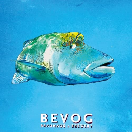 Extinction Is Forever!: Humphead Wrasse