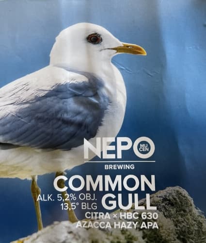 Common Gull