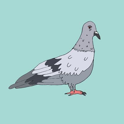 Pigeon Voyageur