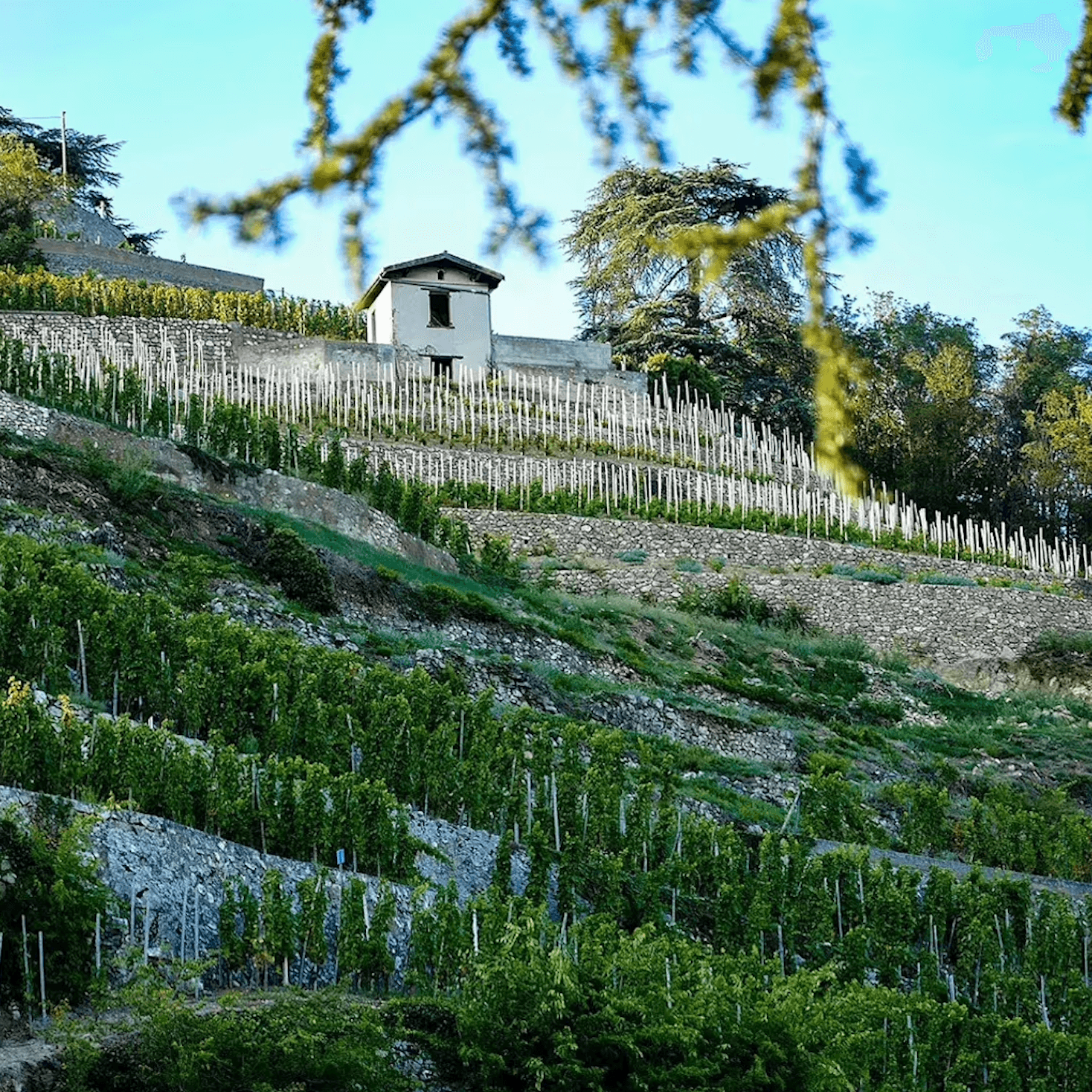 Domaine Georges Vernay