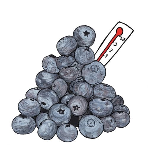 Blåbärsfeber