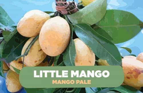 Little Mango