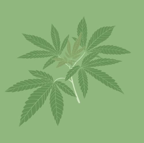 CBD