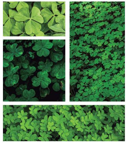 Trifolium Hepens