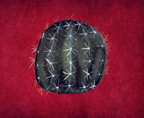Fleur De Cactus
