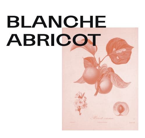 Blanche Abricot