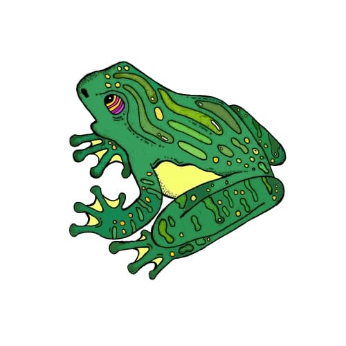 What the Frog!?