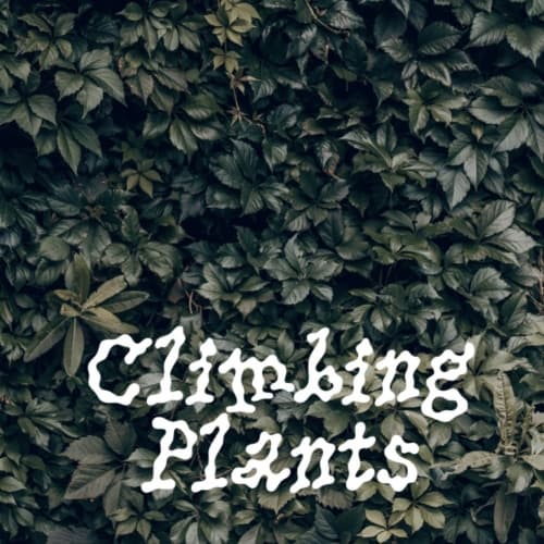 Climbing Plants