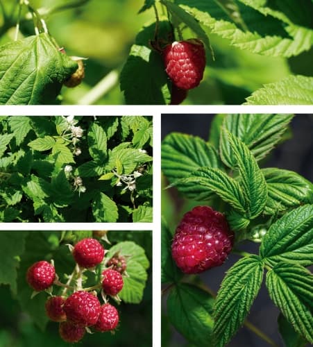 Rubus Idaeos