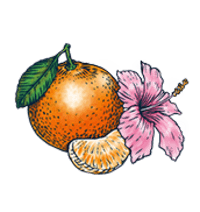 BON V!V Clementine Hibiscus