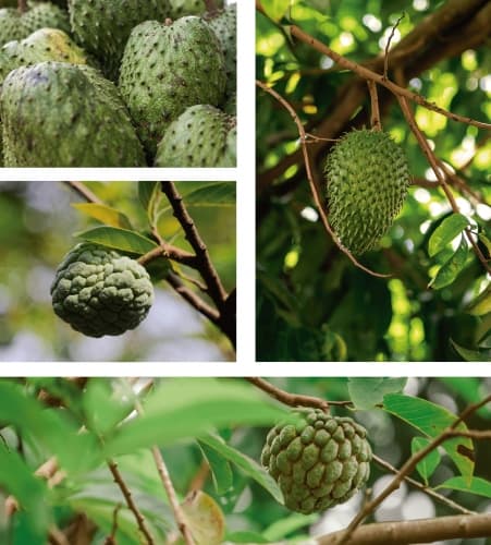 Annona Muricata