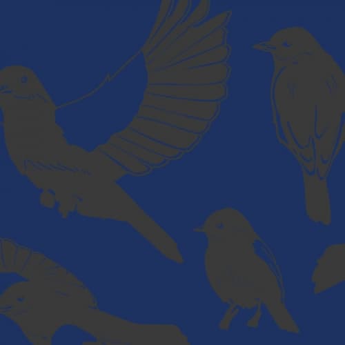 Blackbirds