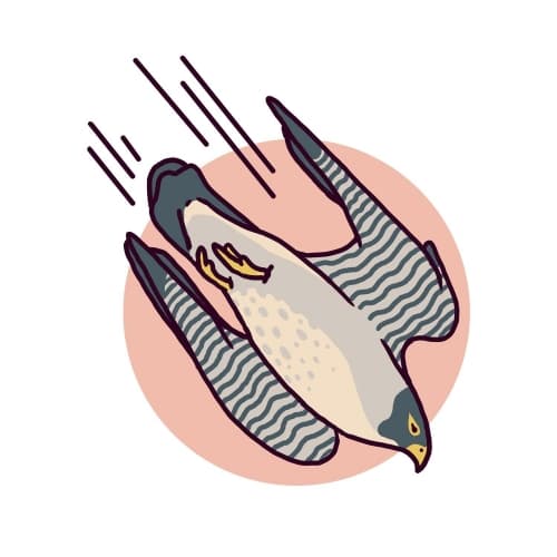 Peregrine (2021)